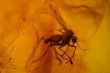 Three Fossil Flies (Diptera) In Baltic Amber #150761-2